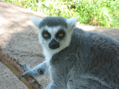 BZlemur.jpg